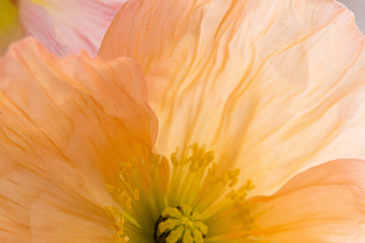 Close up of peach flower in bloom.