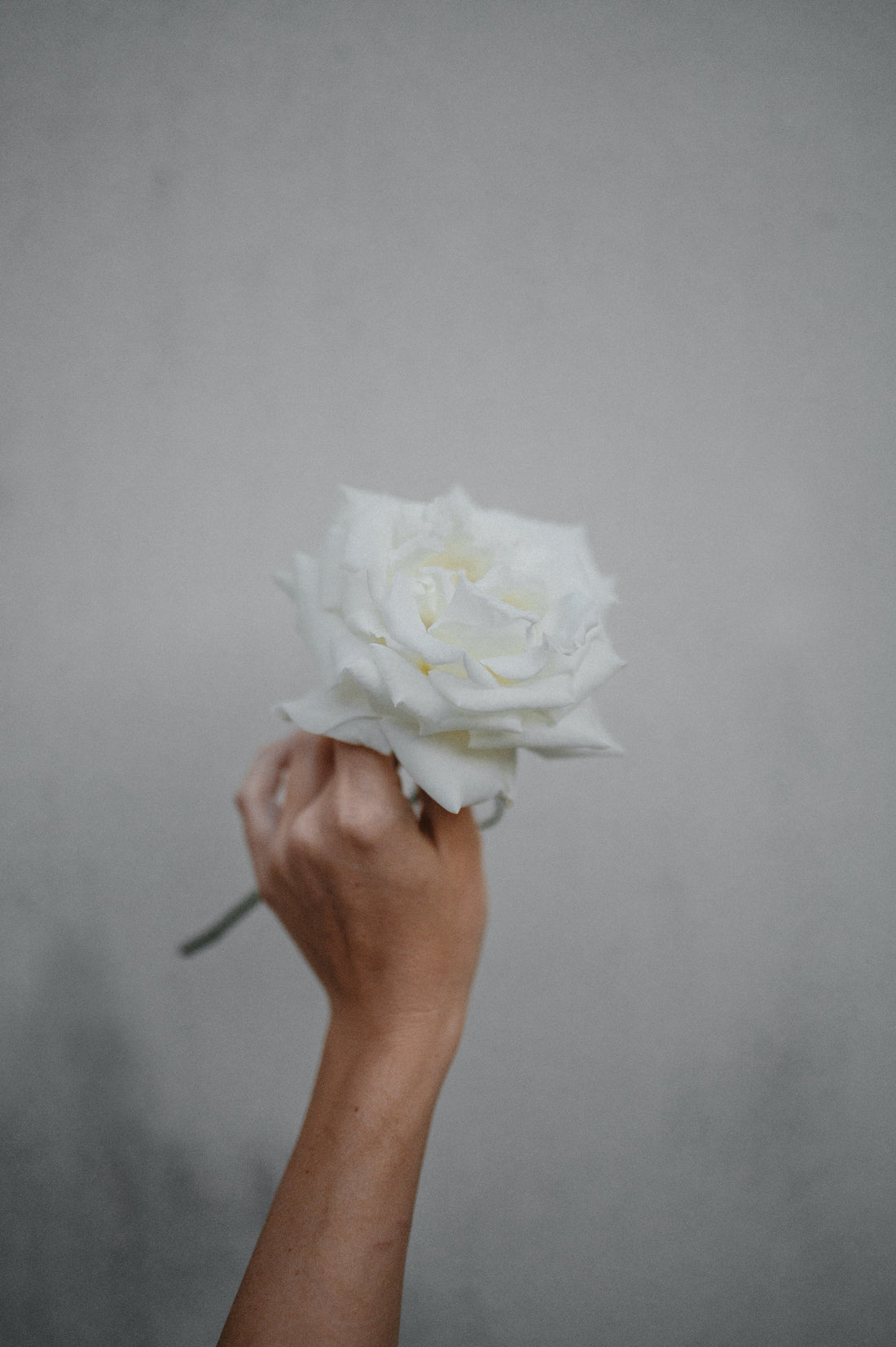 Exploring Love with Venus through the signs