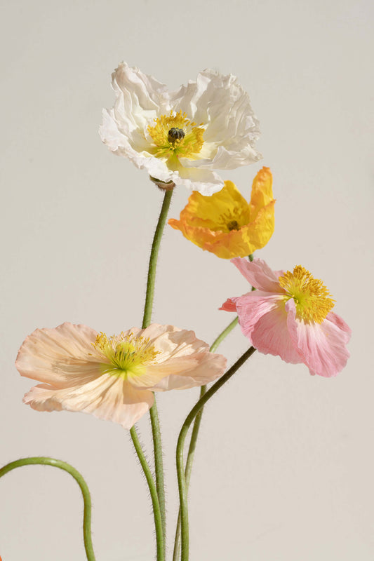 Four multi-coloured poppy flowers in bloom.