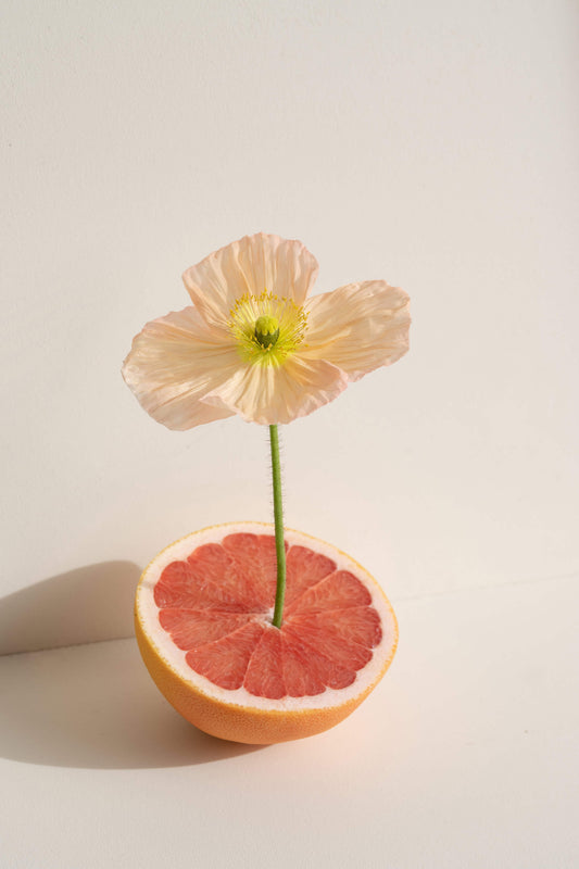 A single in bloom peach poppy standing tall in a cut orange half.