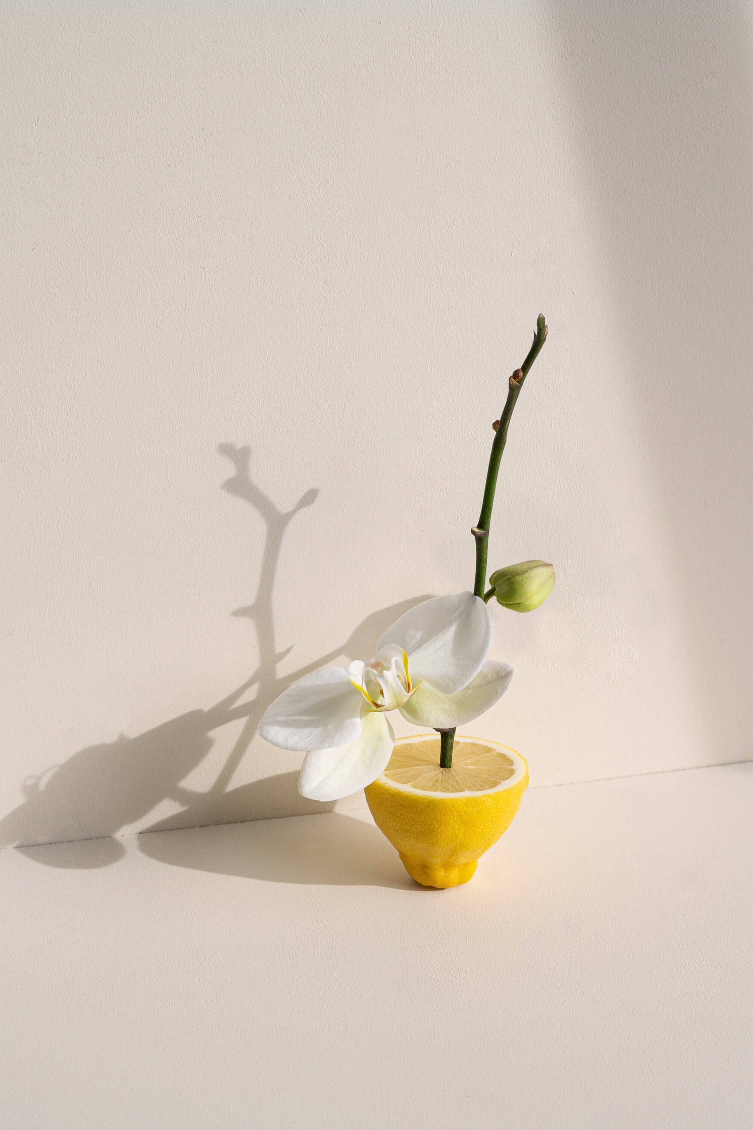 Half a lemon styled with a white orchid flower in bloom