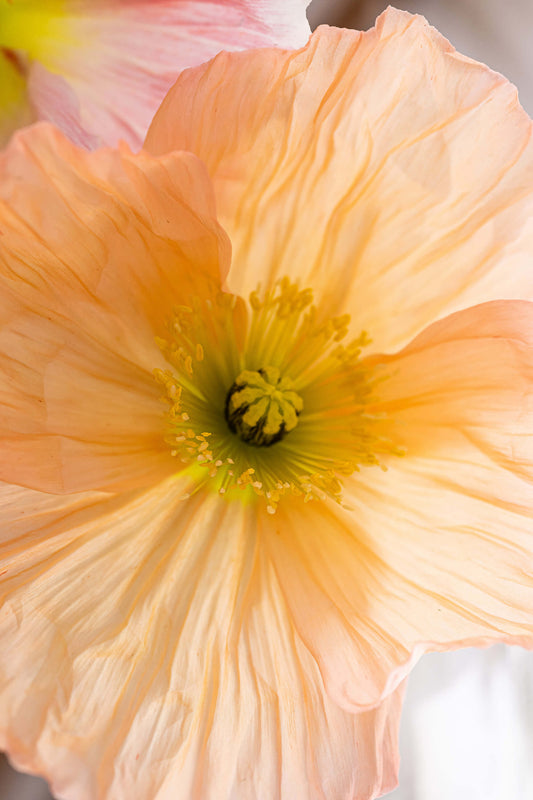 Close up of a peach flower in bloom.